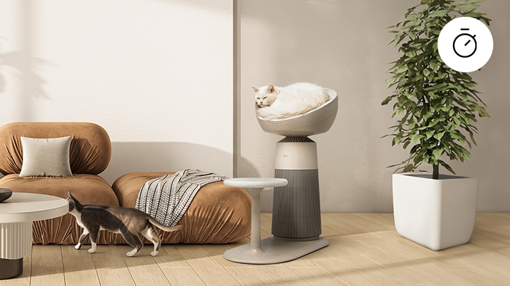 ภาพแมวนั่งในโดมของเครื่องฟอกอากาศในห้องนั่งเล่น