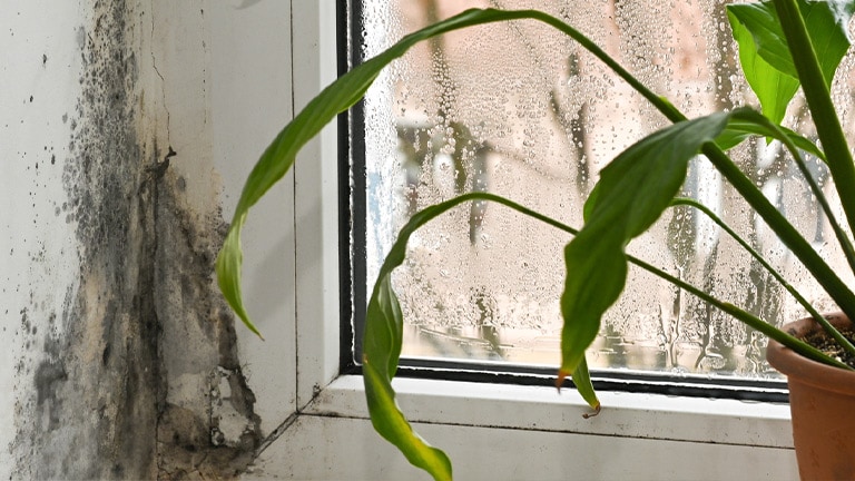 เชื้อราที่ผนังห้องที่เกิดจากความชื้นสัมพัทธ์ในห้องสูง