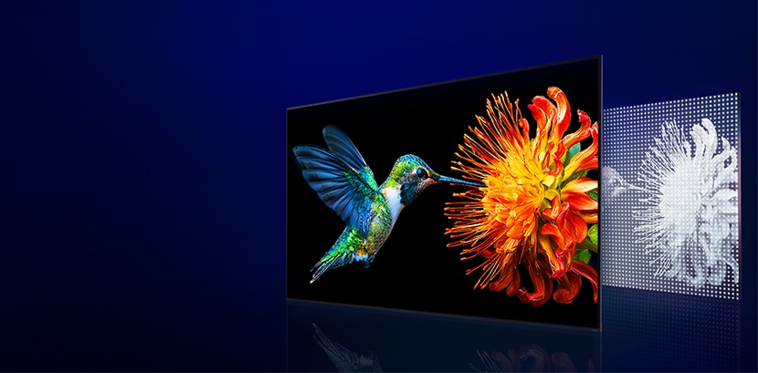 LG QNED evo AI Mini LED แสดงภาพนกฮัมมิงเบิร์ดกับดอกไม้ เคียงข้างแผงไฟ Mini LED ที่จัดเรียงอย่างหนาแน่น โดยการควบคุมการหรี่แสงอย่างแม่นยำช่วยเพิ่มความสว่างและคอนทราสต์ทั่วทั้งหน้าจอ