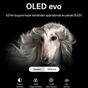 LG OLED evo TV , 97 inç OLEDG2 Serisi , Galeri Tasarım, webOS 22 Smart AI ThinQ , Sihirli Kumanda Uyumlu, 4K HDR10 HLG , 2022, OLED97G29LA