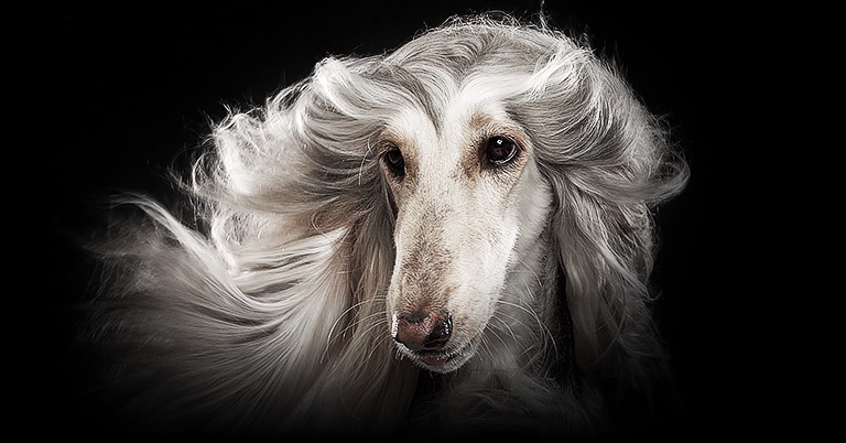 A picture of a white dog against a black background on an LG OLED  evo display shows each whispy hair clearly.