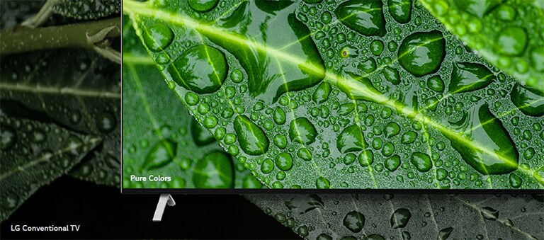 The comparison between NanoCell TV and LG Conventional TV, screening dews on a leaf.