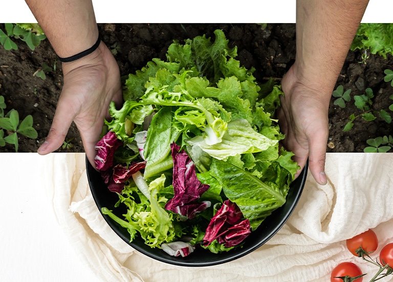 Hands hold a black bowl of vibrant mixed lettuce leaves over a garden bed, with ripe tomatoes nearby on a cloth.