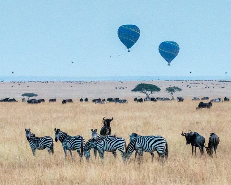 Zebras and wildebeests graze on the savanna of the Maasai Mara with hot air balloons in the sky, an idyllic scene to enjoy with family-friendly camping gadgets from LG.