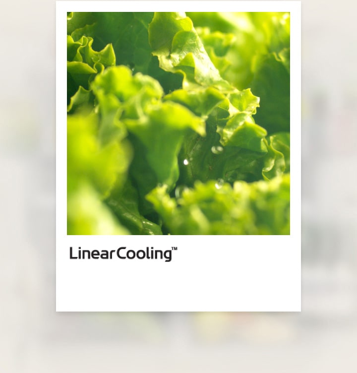 Đồ họa LinearCooling™ thể hiện đường cong nhiệt độ ±0.5°C cạnh cận cảnh rau diếp xanh tươi.