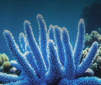 Close-up of branching blue coral underwater