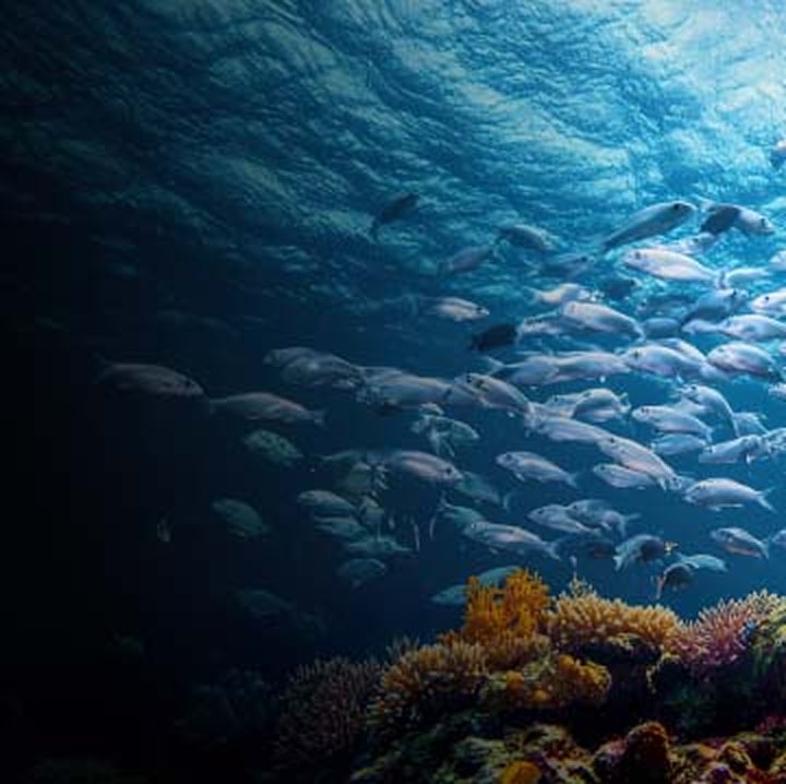 School of fish swimming above colorful coral reef