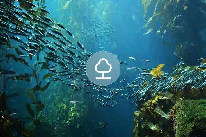 School of fish swimming through a kelp forest underwater