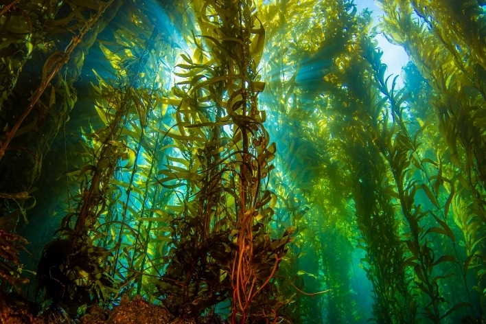 School of fish swimming through a kelp forest underwater