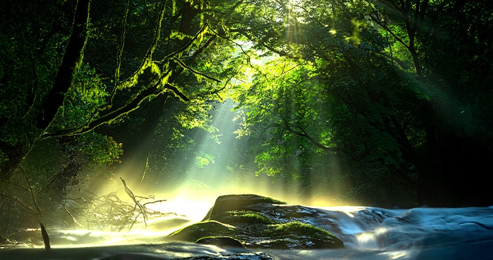 Sunlight is shining through the dense trees in the dark forest, and the details in low-light areas are also well defined.