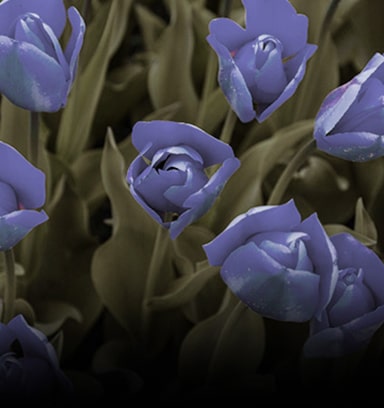 Image with color weakness mode applied.	