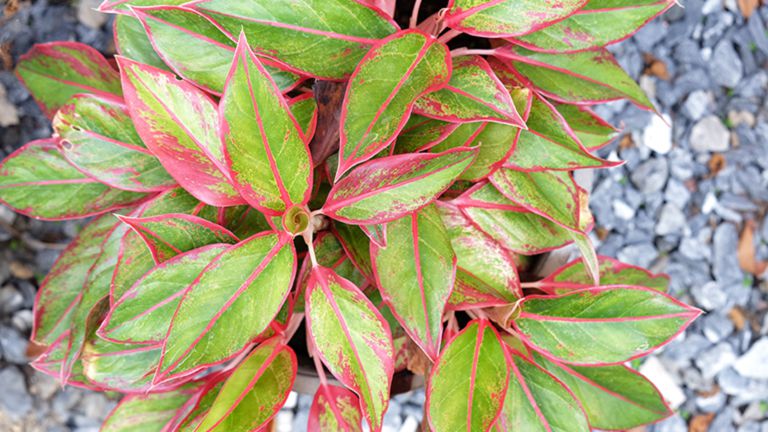 Chinese Evergreen