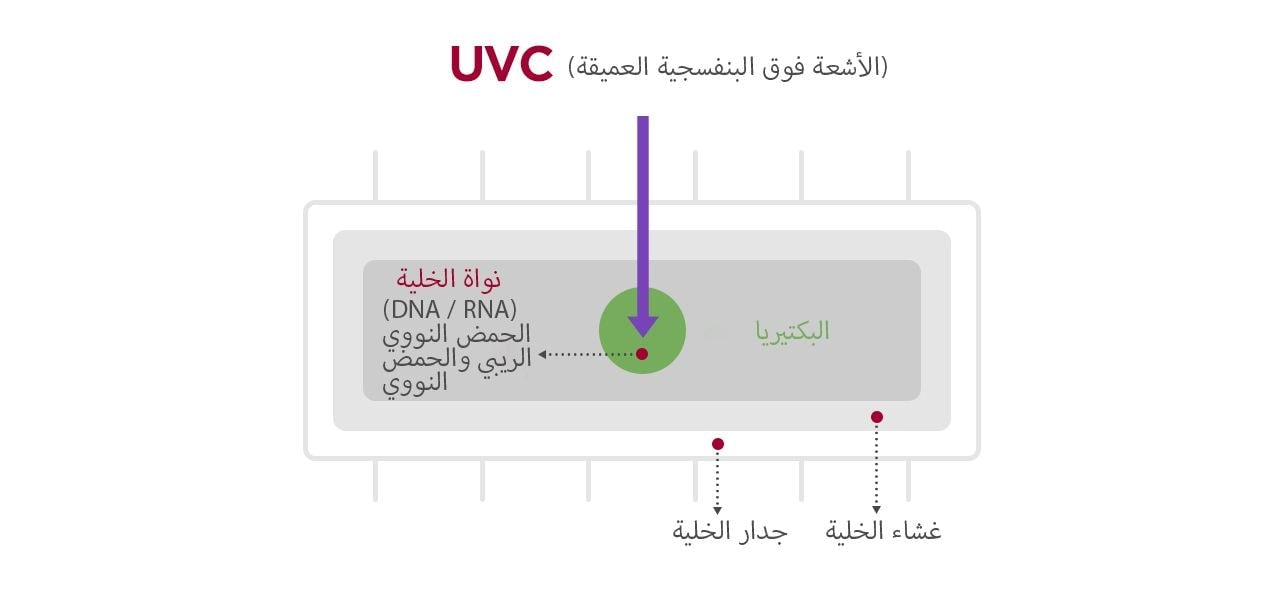 صورة الخلية البكتيرية وكيف تقوم الأشعة فوق البنفسجية بتعقيم البكتيريا.