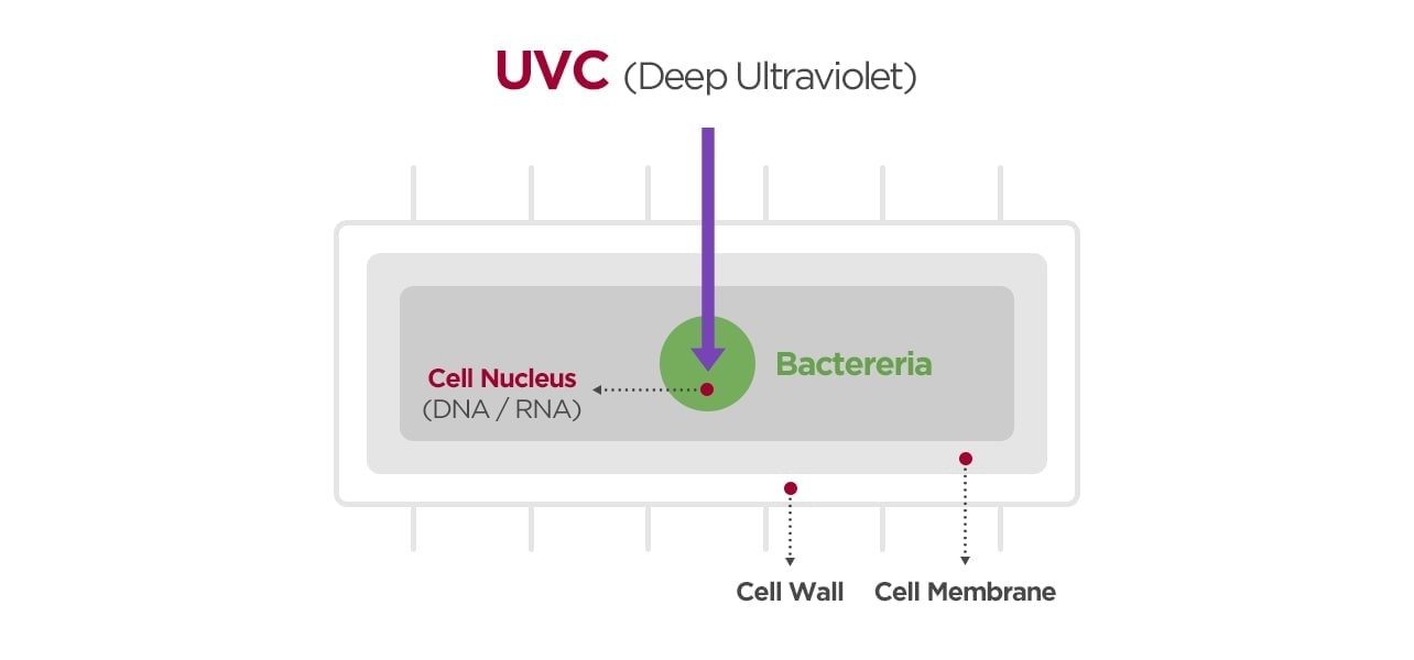 The image of bacteria cell and how the UVC sterilizes bacteria.