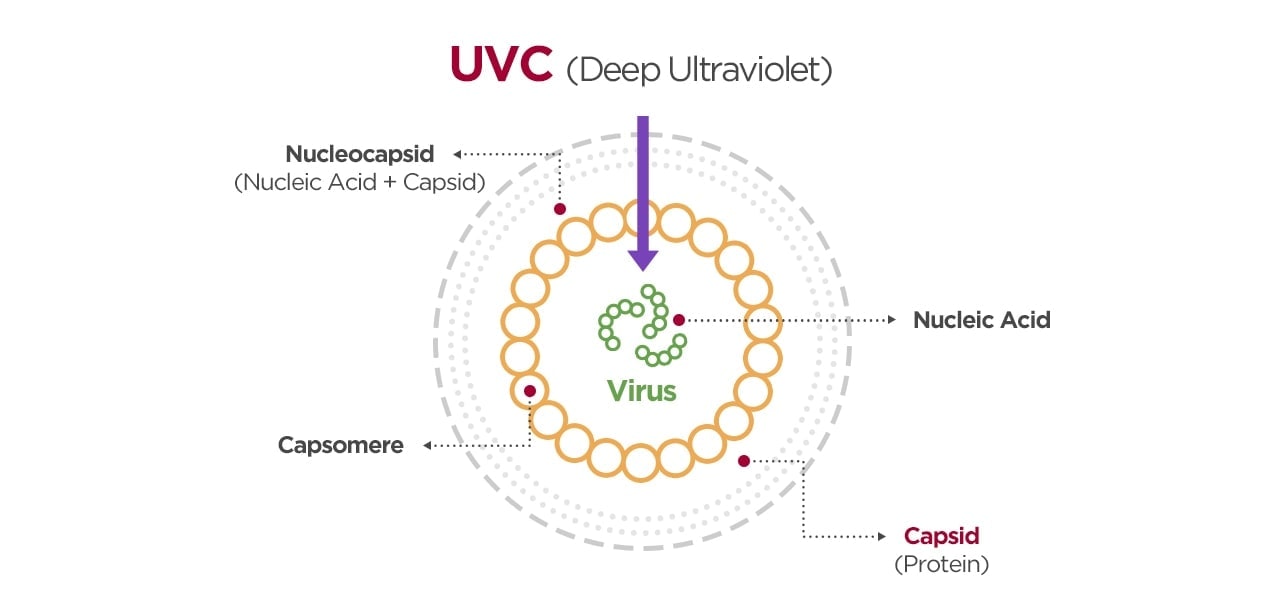 The image shows how the UVC sterilizes virus.