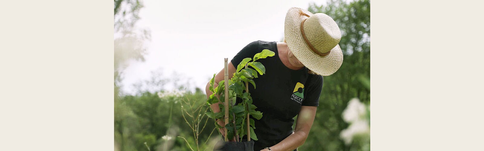 Woman planting plants