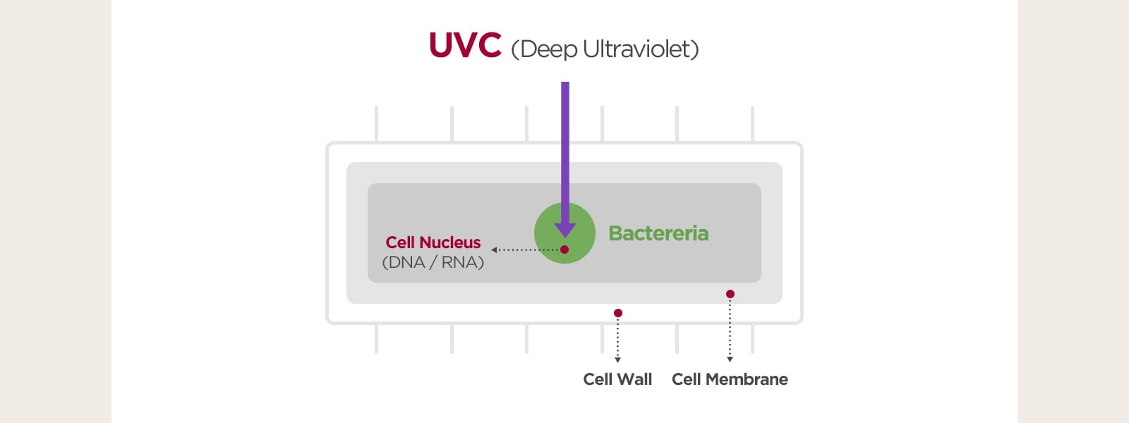 The image of bacteria cell and how the UVC sterilizes bacteria.
