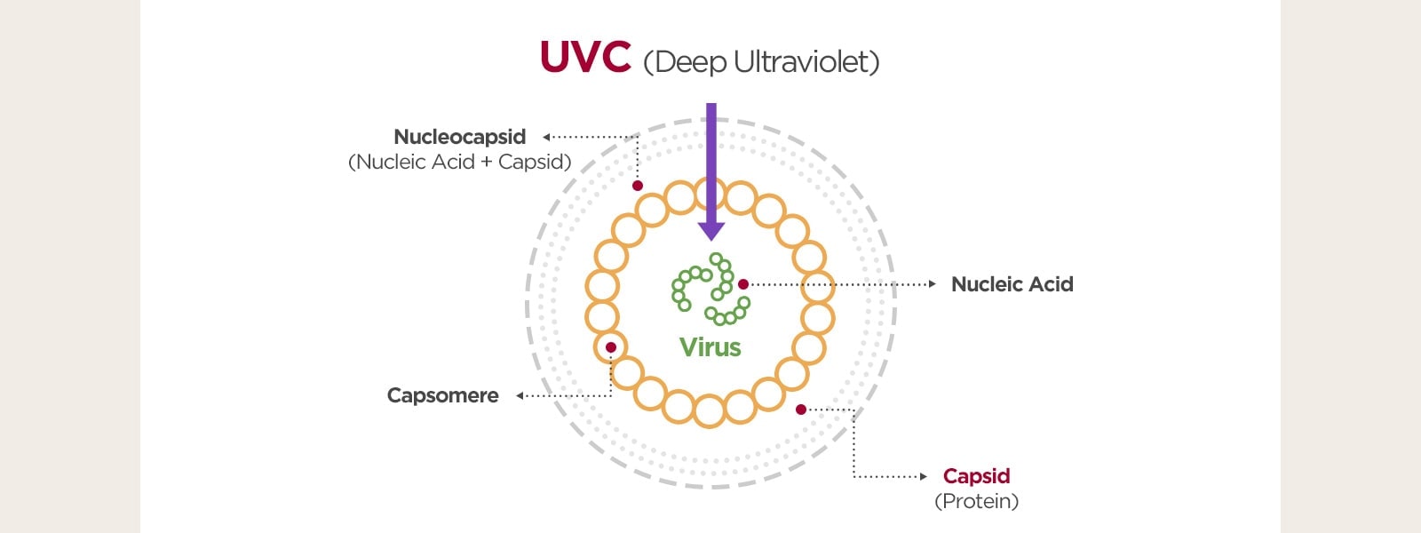 The image shows how the UVC sterilizes virus.