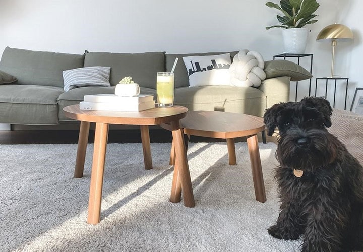 Uma sala confortável com um cão peludo preto em um tapete branco, ao lado de mesinhas redondas e um sofá ao fundo.