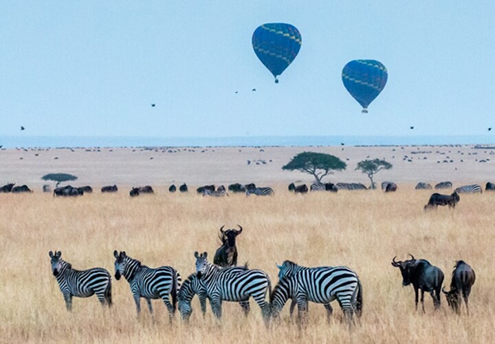 Zebras e gnus pastam na savana do Maasai Mara com balões de ar quente no céu, uma cena idílica para desfrutar com gadgets de camping familiares da LG.