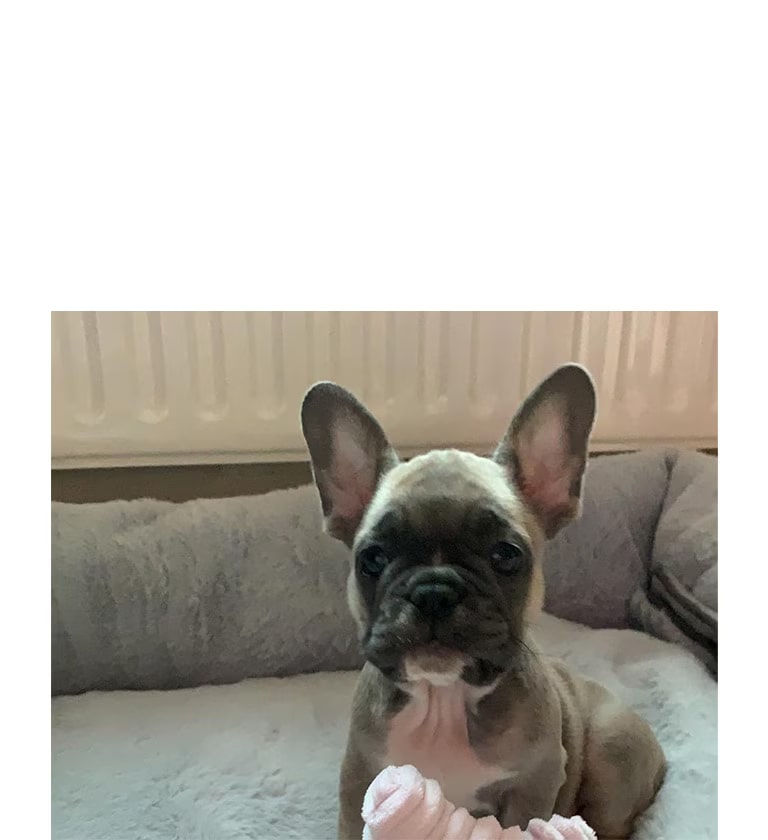 THE IMPORTANCE OF MAKING YOUR PET A COOL GUY….OR GIRL…!!