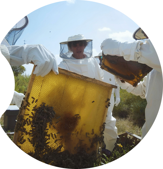 Participants in protective suits inspecting and managing beehives as part of a project to restore native bee populations in Spain.