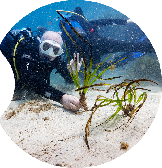 A diver planting Posidonia seagrass underwater as part of a marine ecosystem restoration effort.