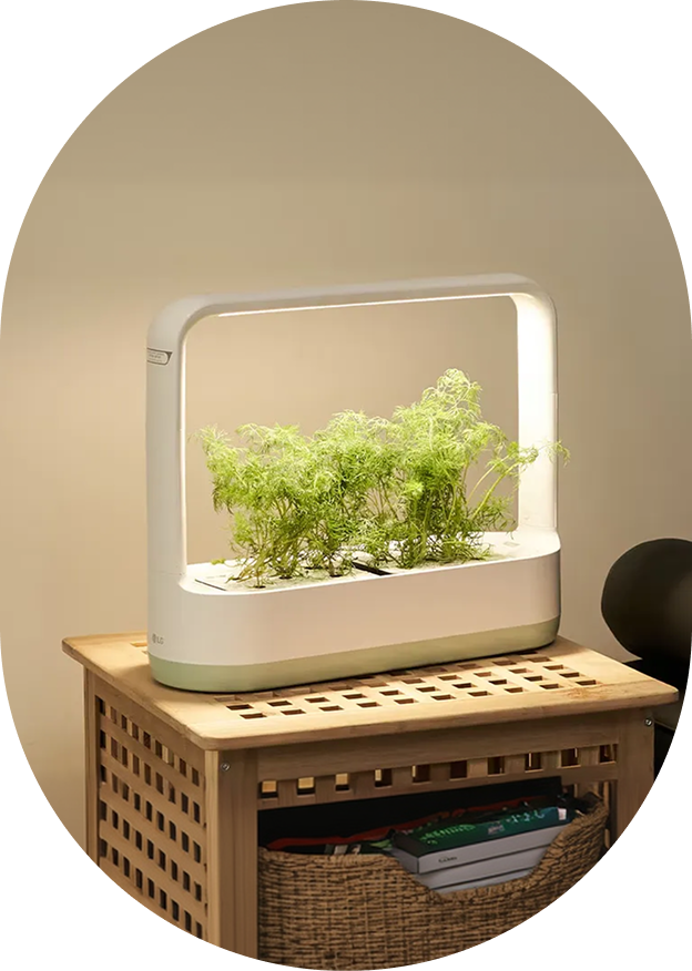 An LG tiiun mini indoor garden appliance with green plants growing inside, placed on a wooden table.