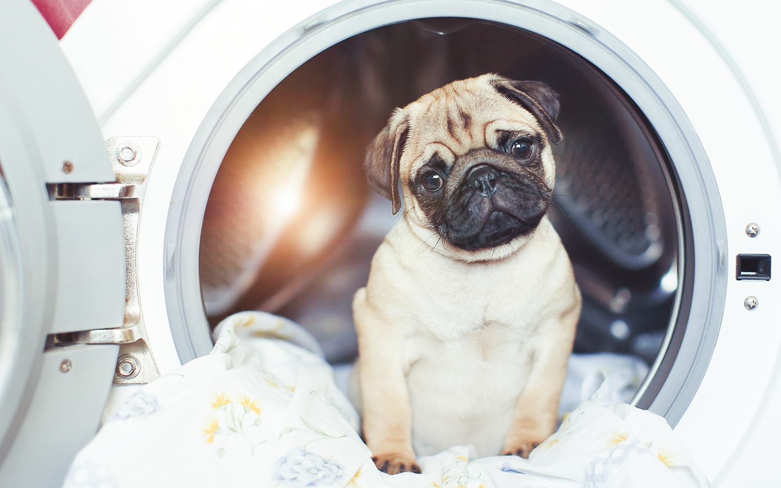 Puppy inside LG washing machine