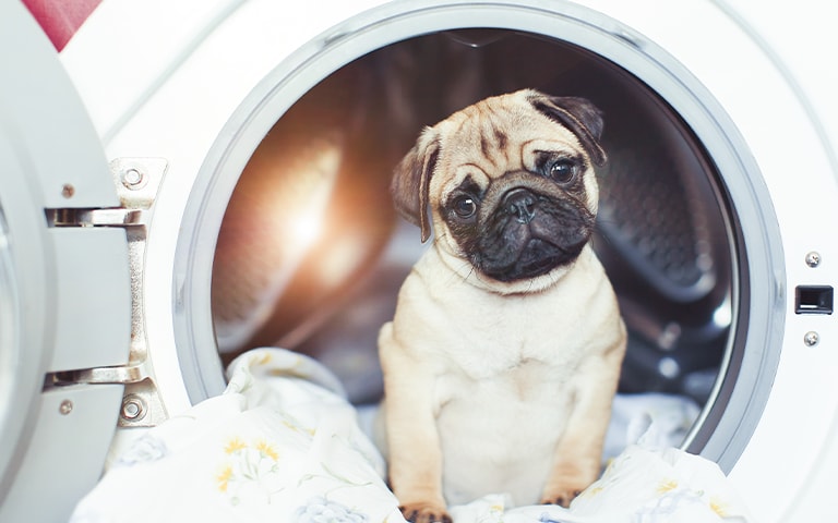 Puppy inside LG washing machine