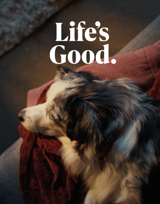 Un cane che dorme tranquillamente davanti alla WashTower LG con tecnologia DirectDrive.