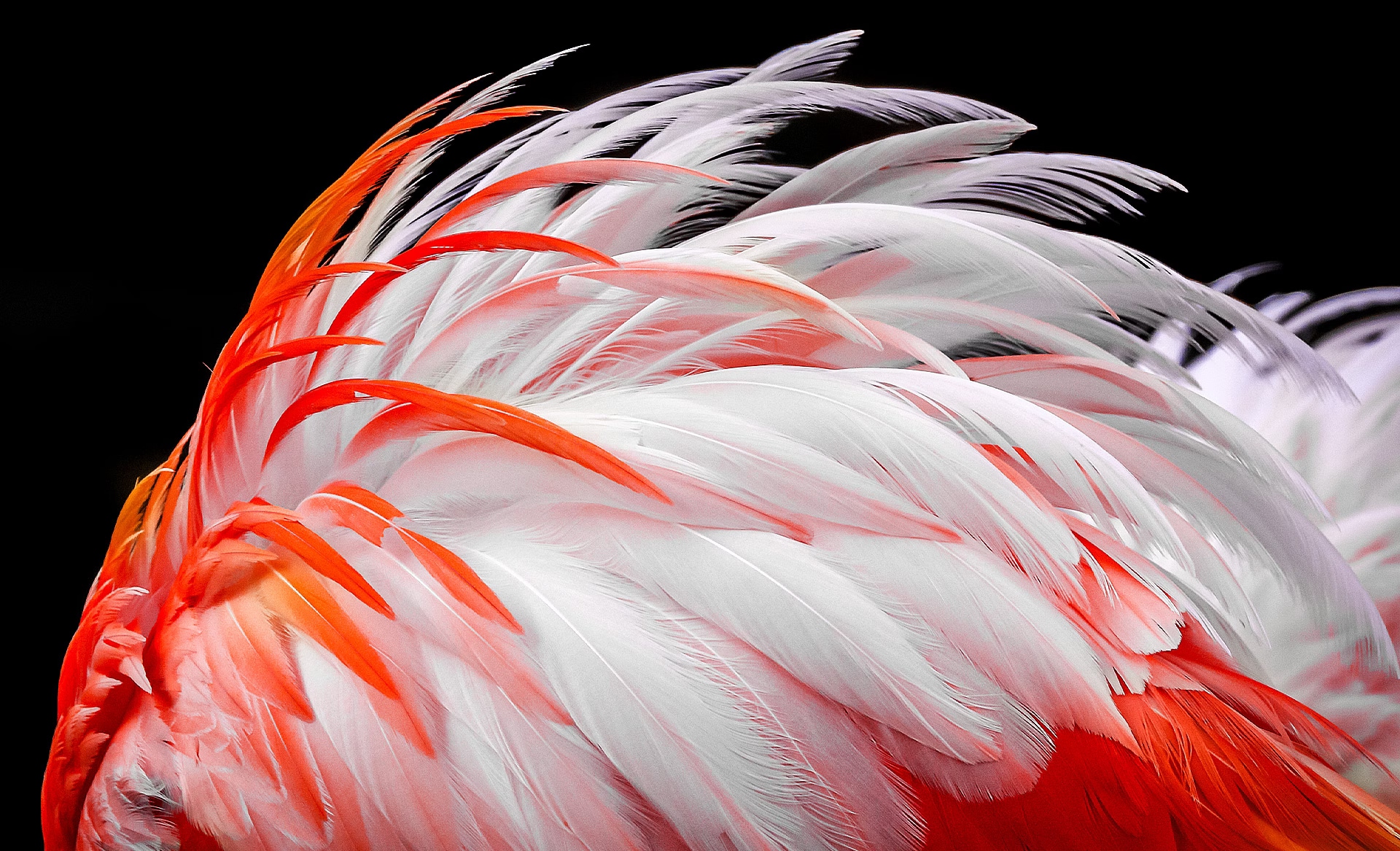螢幕上出現白色和橙色火烈鳥羽毛的暗淡影像。羽毛的亮度會逐漸提升 8%、13%、20%、23%、26% 及最後 30%。