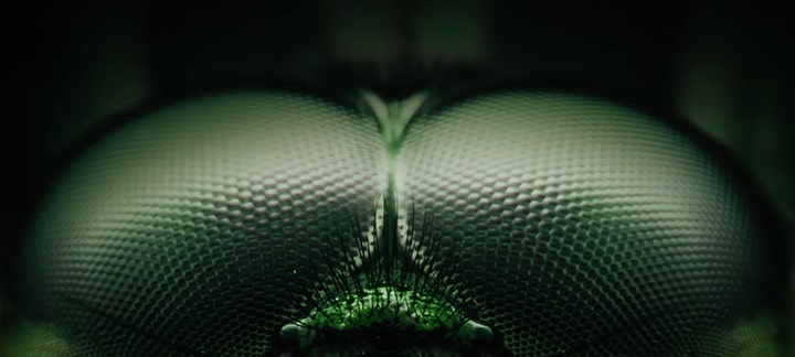 Close up of dragonfly eyes