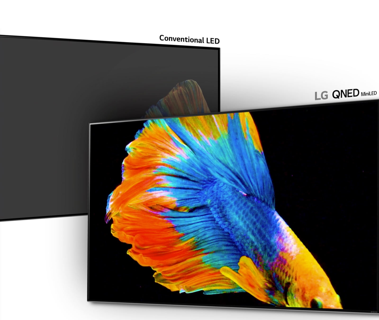 Slika siamske borbene ribe, polovica na običajnem LED zaslonu z manj temnimi območji in slabše črne barve, polovica na mini LED televizorju LG QNED z več temnimi območji in globljo črno (predvajajte video).