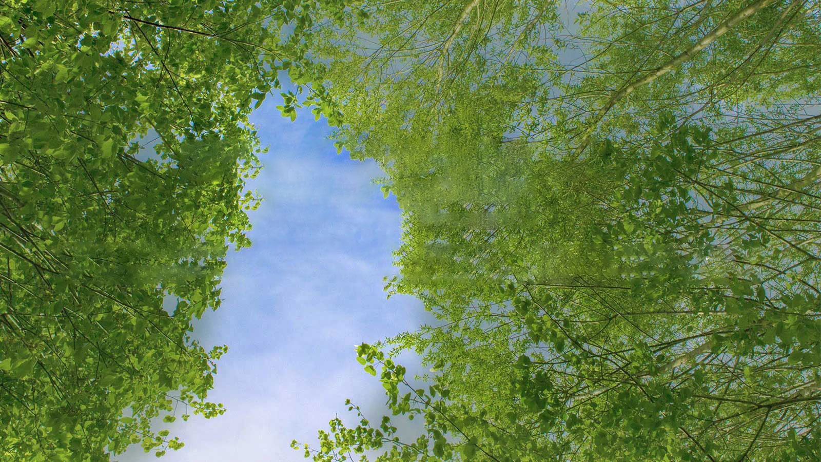 Zelený snímek plný bohatě olistěných stromů, mezi nimiž je obloha