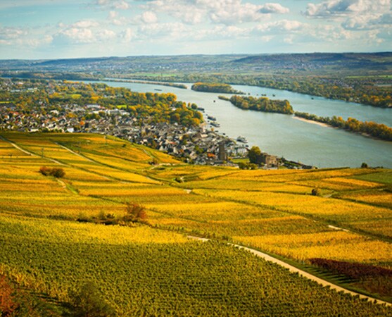 Blick auf Weinberge im Rheingau mit dem Fluss im Hintergrund.