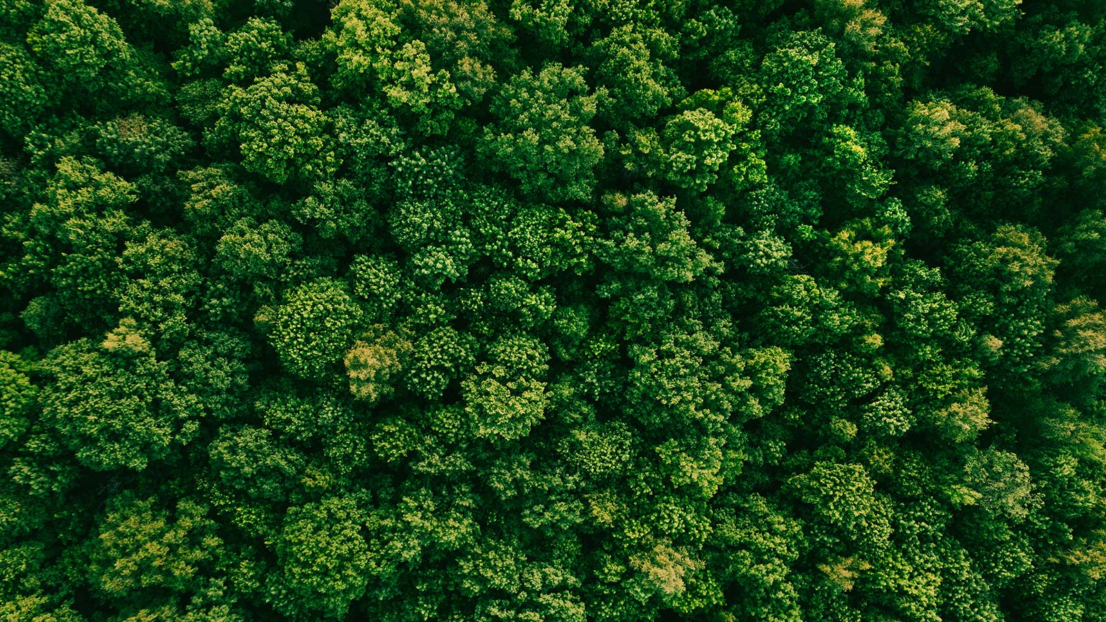 Et luftfoto af en grøn skov
