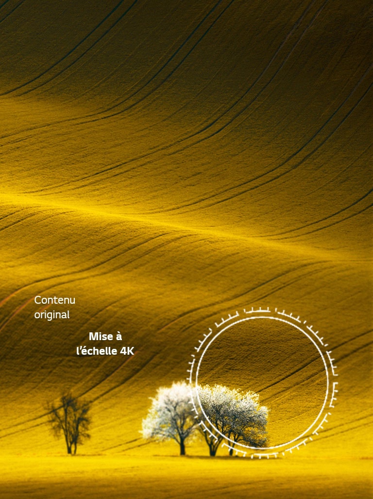 Une vision de la nature, une qualité d’image comparée à un contenu non 4K et à un contenu 4K amélioré.