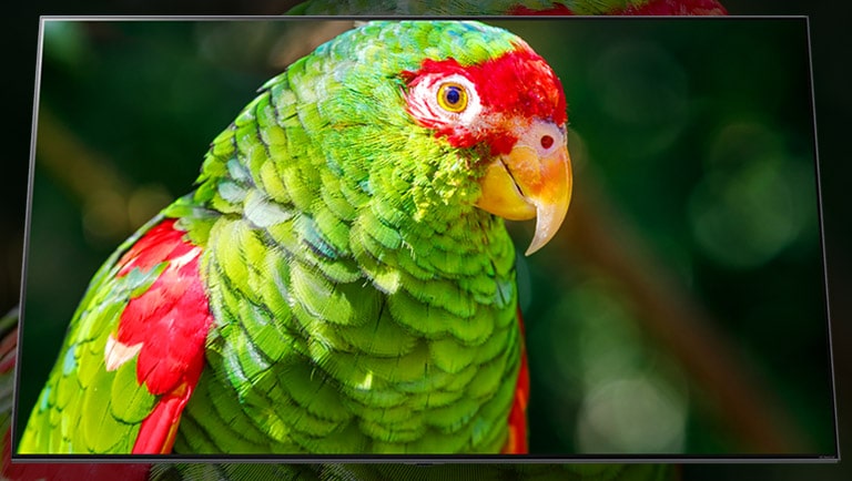 Un écran TV montrant un perroquet vert