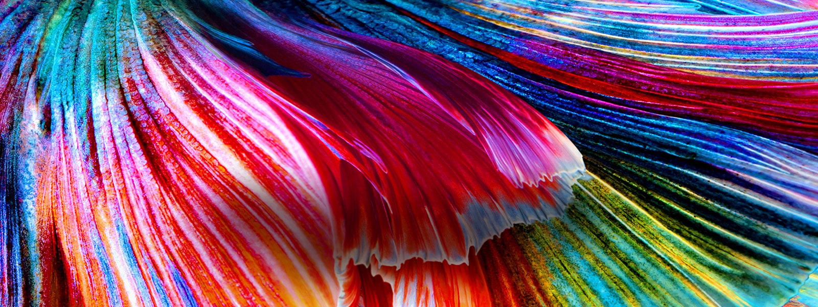 Gros plan sur des vagues aux couleurs vives dans des tons rouges, bleus, verts et jaunes.