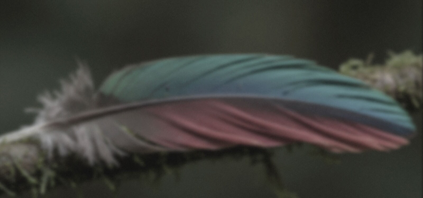 LG NANO 4K UHD AI NU85 with Nano Detail Enhancer shows a feather image, powered by the alpha AI Processor that detects fine textures to enhance contrast and depth and deliver a clearer, more three-dimensional 4K picture.