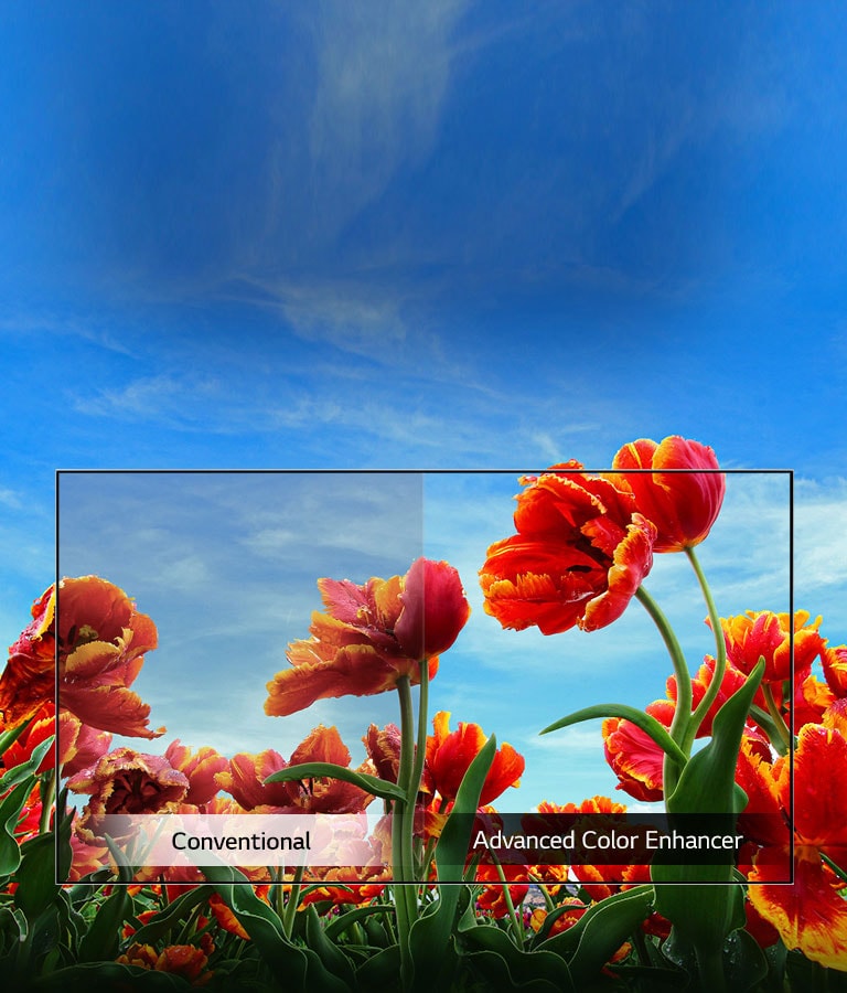 Dynamic Color Enhancer2
