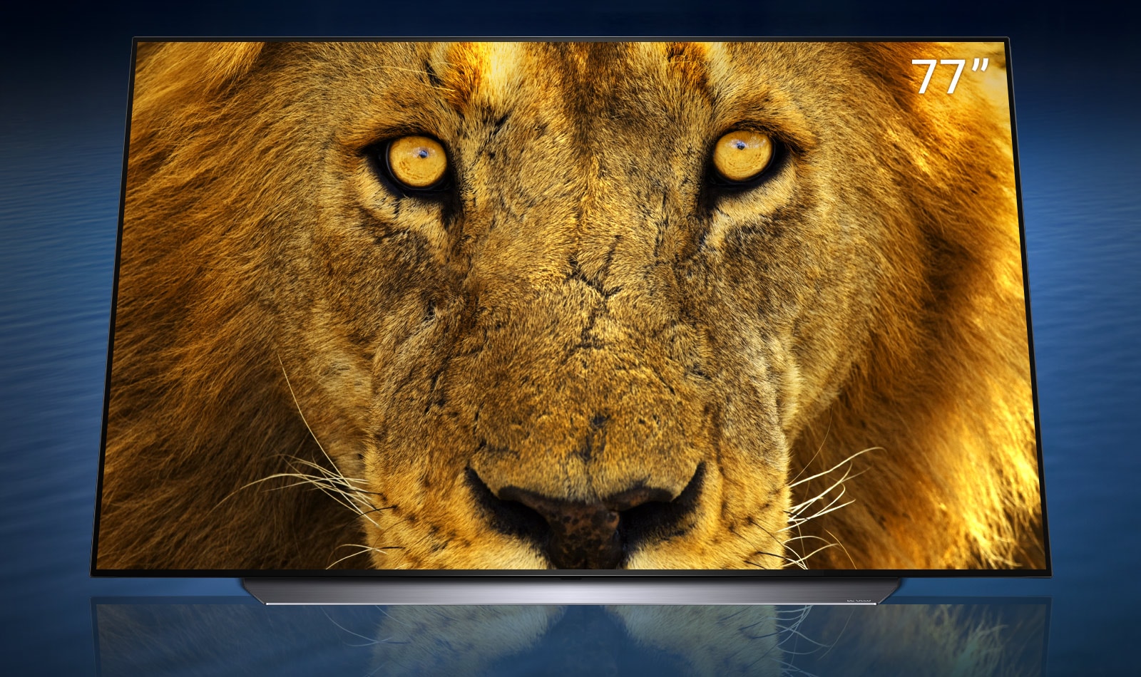 OLED TV displaying a close up of a face of a lion in 77” each are standing diagonally in a dark blue wave background.