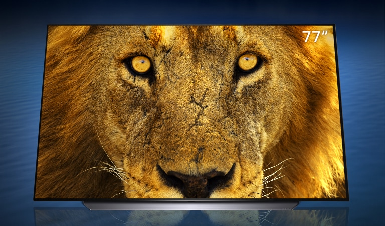 OLED TV displaying a close up of a face of a lion in 77” each are standing diagonally in a dark blue wave background.