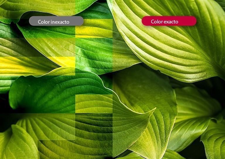 Colores Vívidos y Precisos