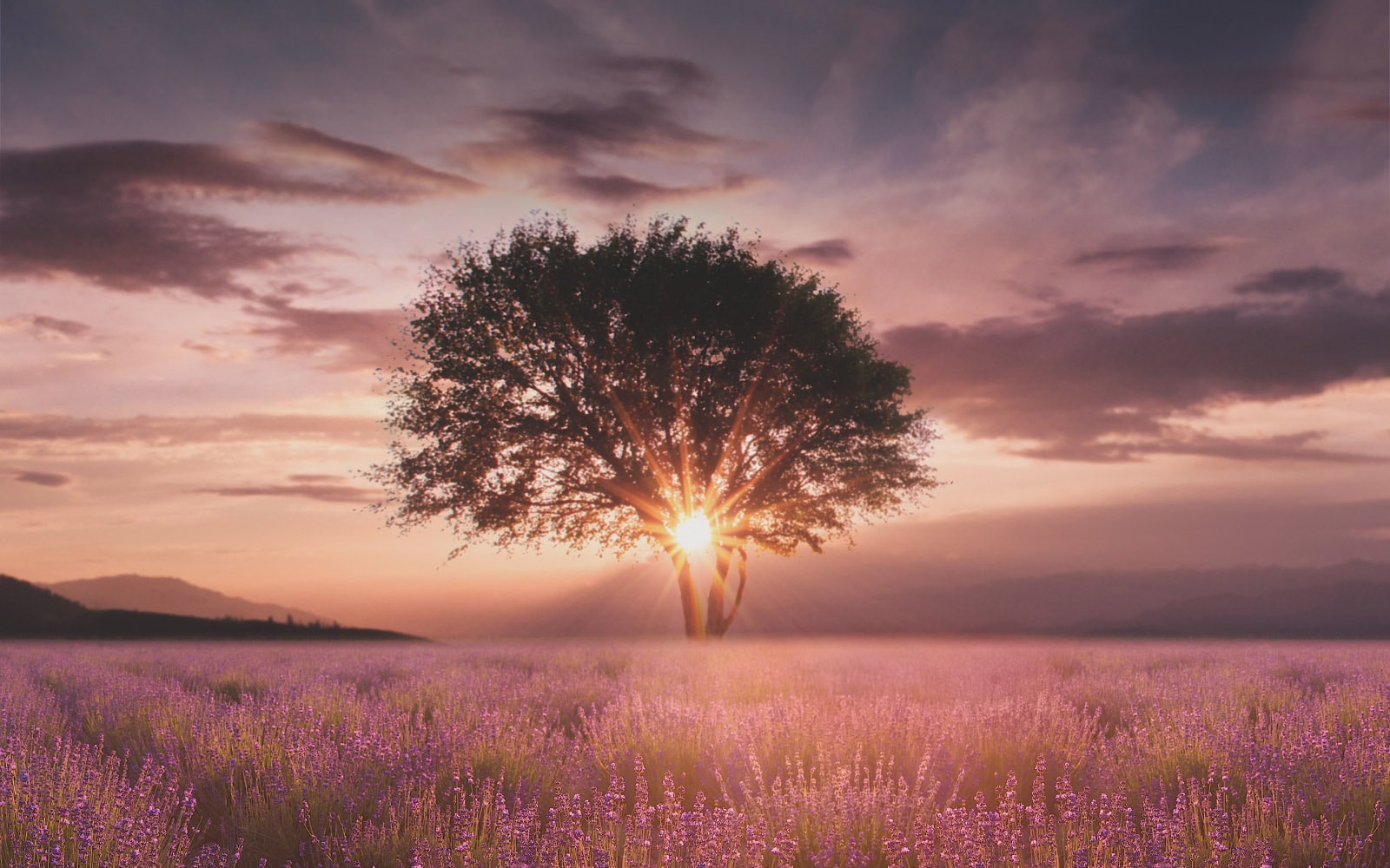 Une image de coucher de soleil capturée entre deux arbres dans un champ de lavande est améliorée grâce au processeur α5 Gen5 AI 4K.