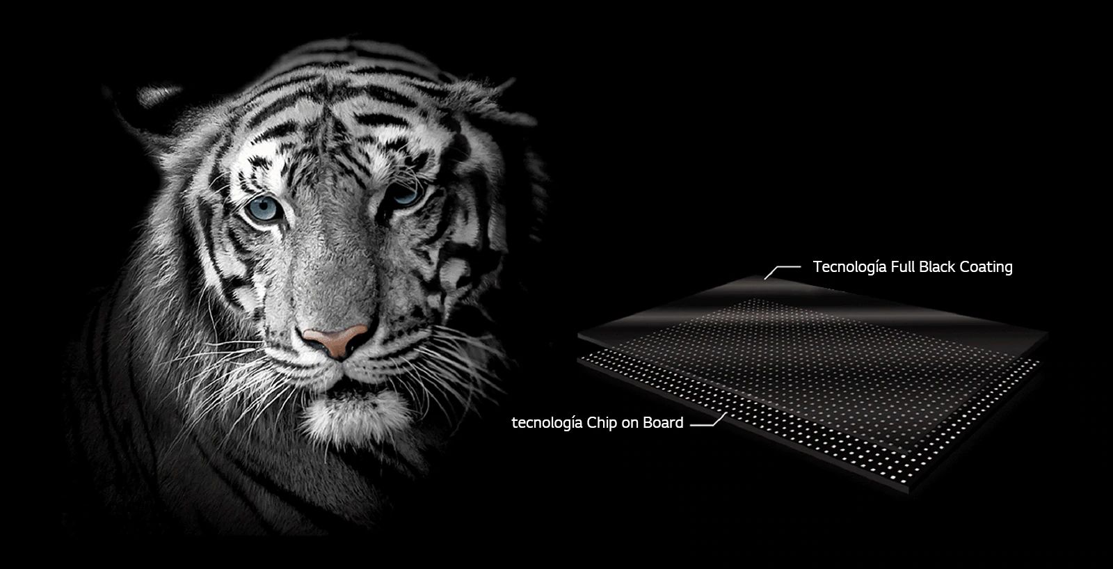 La cara de un tigre blanco para enfatizar el color negro