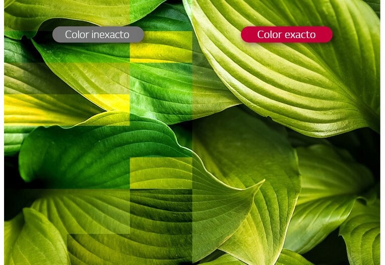 Colores Vívidos y Precisos