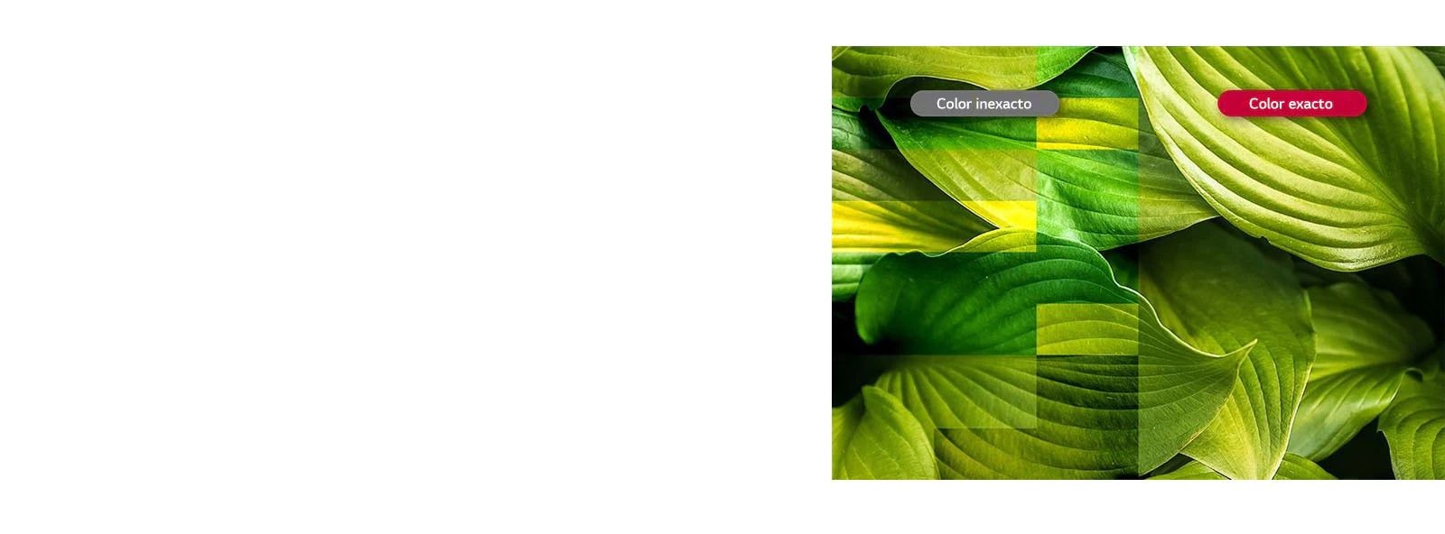 Colores Vívidos y Precisos