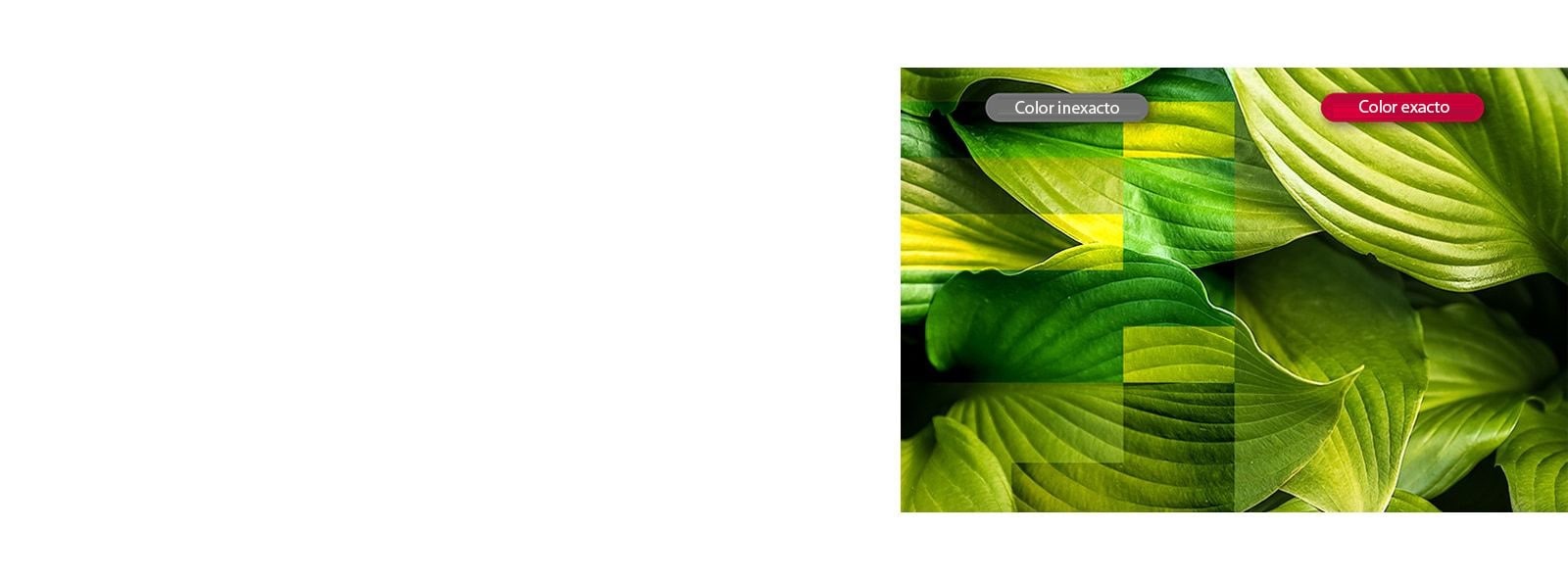 Colores Vívidos y Precisos